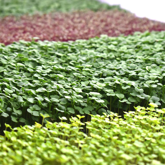 Microgreens