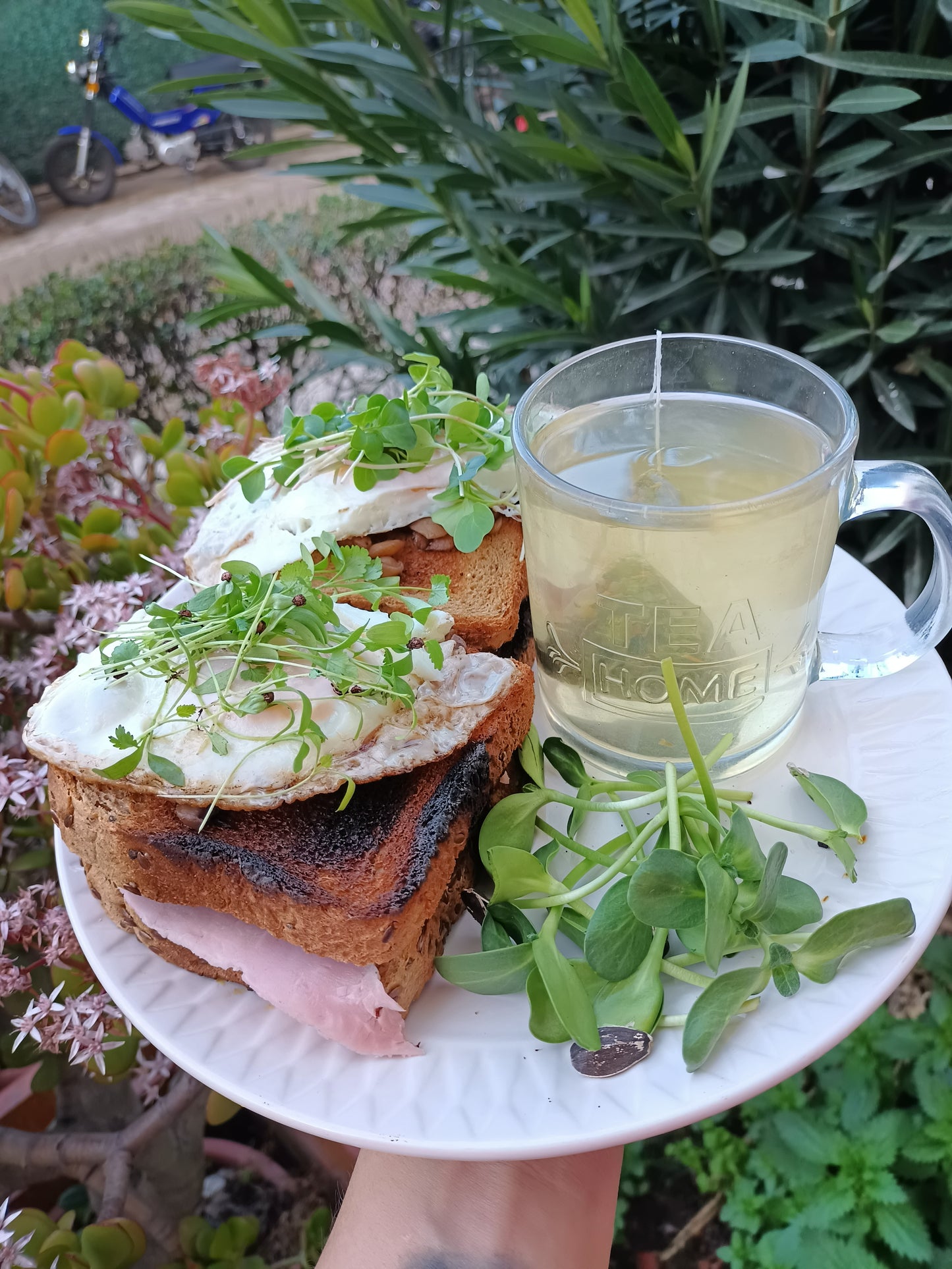 Microgreen Brócoli