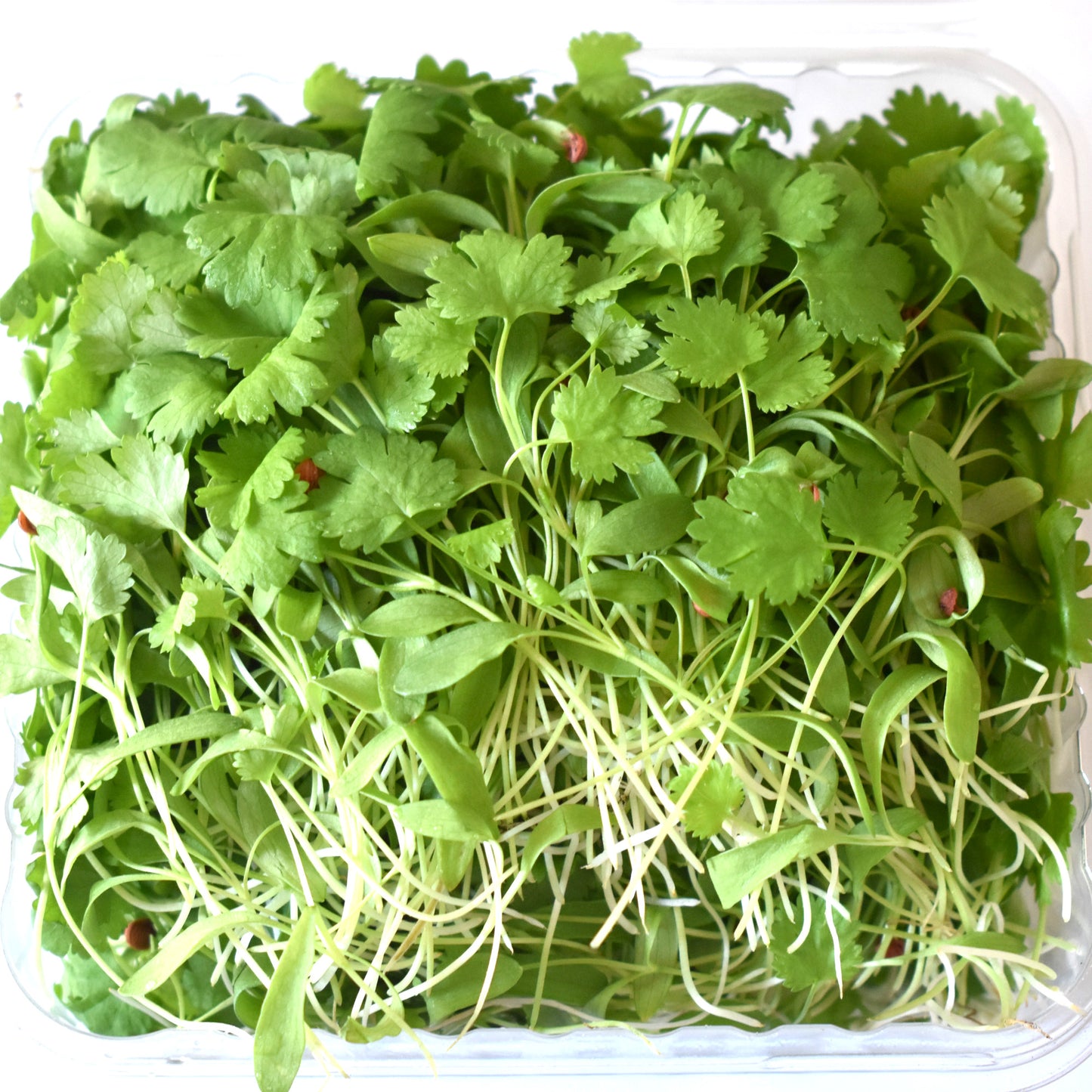 Microgreen Cilantro