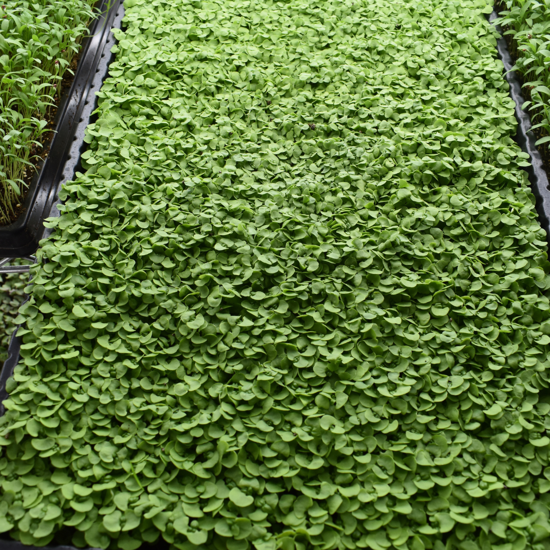 Microgreen Albahaca