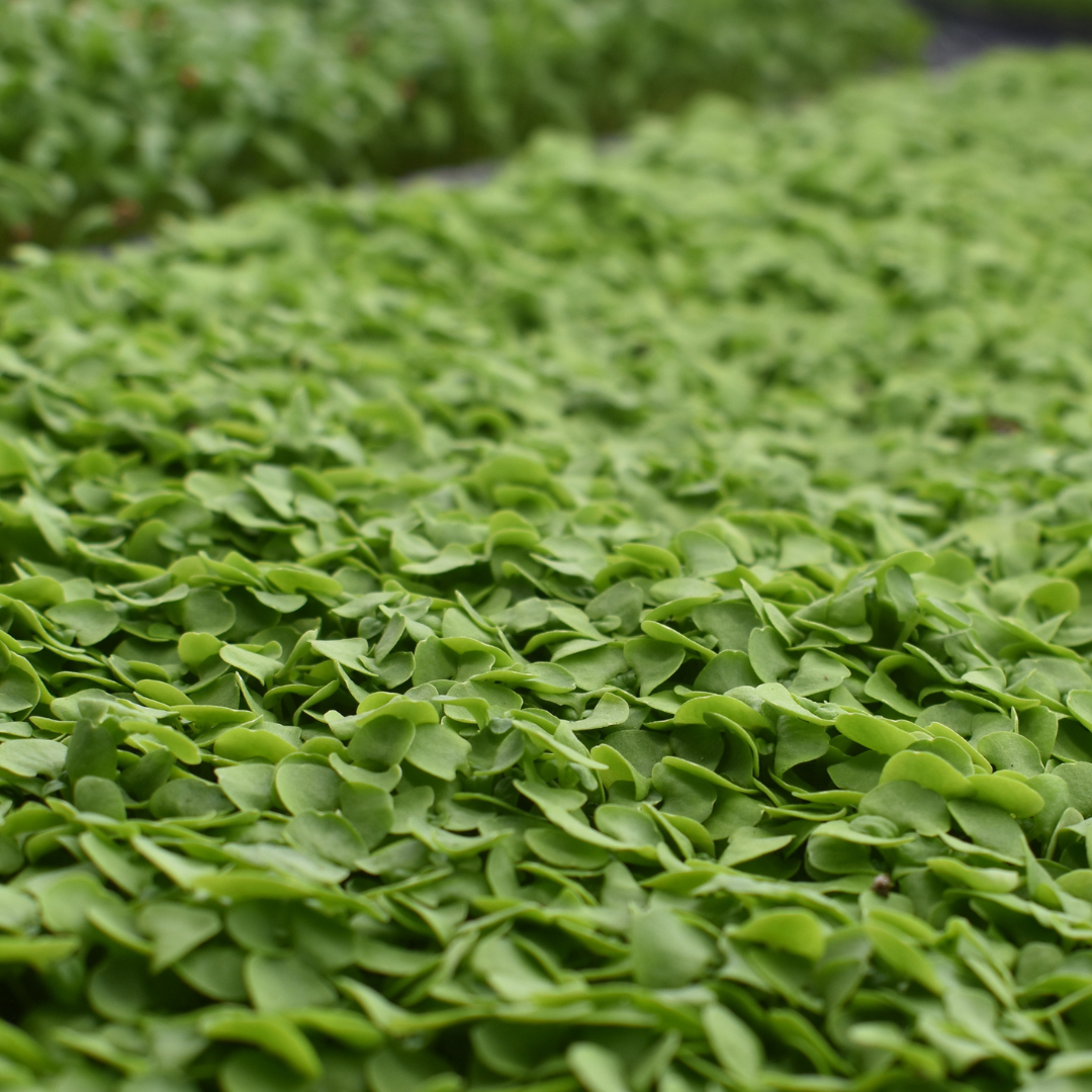Microgreen Albahaca