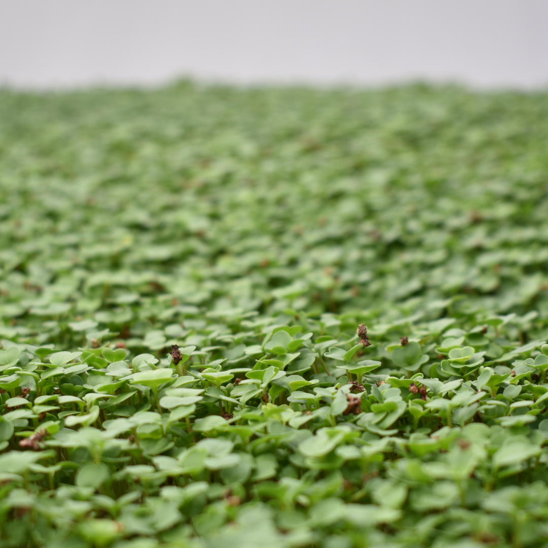 Microgreen Rúcula