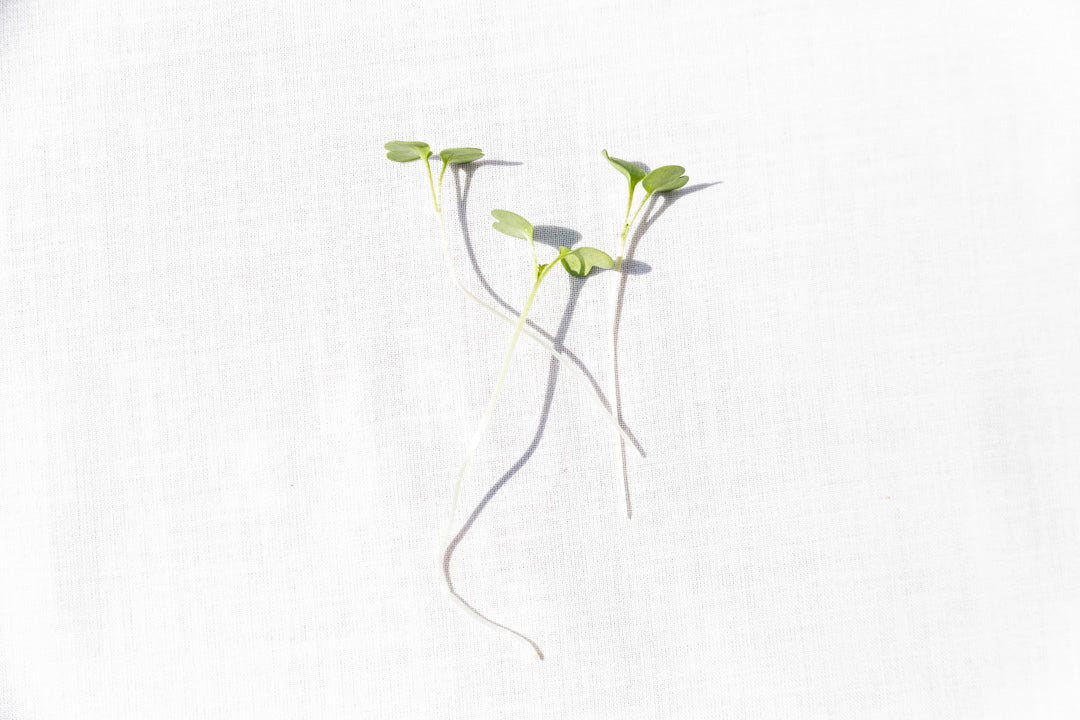 Microgreen Rúcula