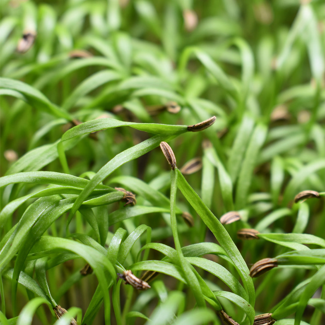 Microgreen Hinojo