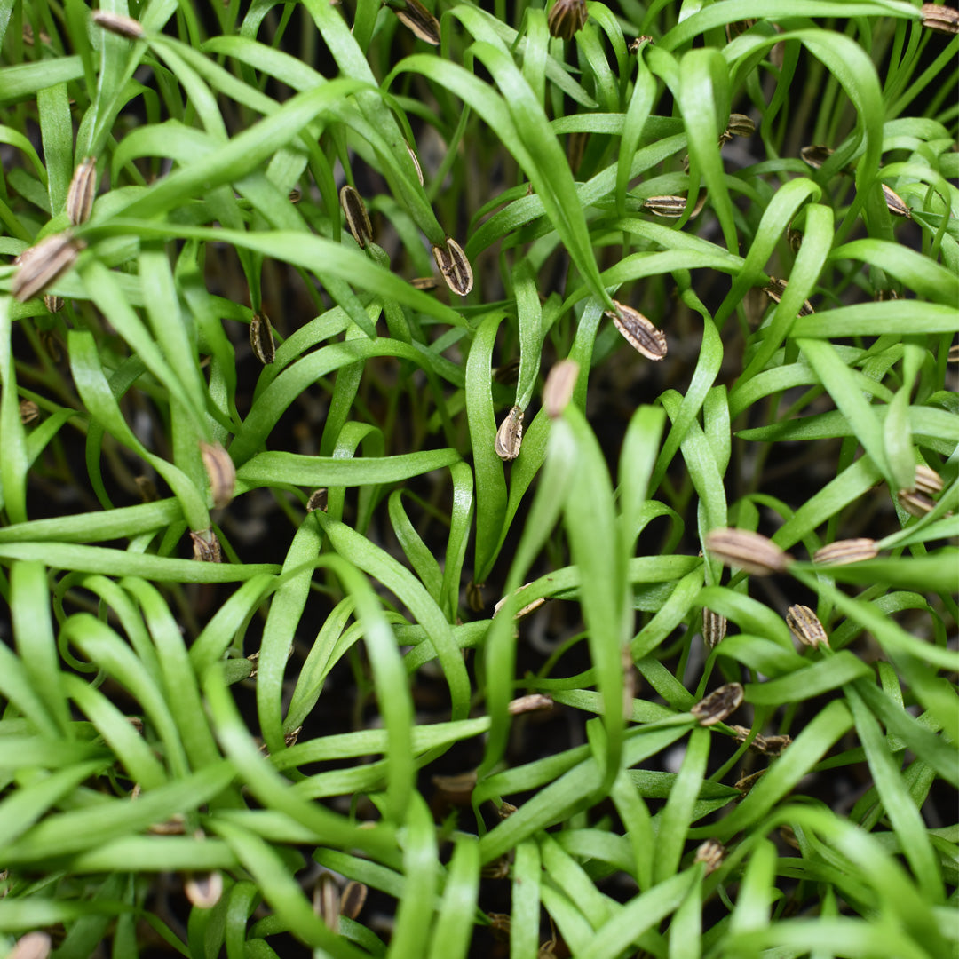 Microgreen Hinojo