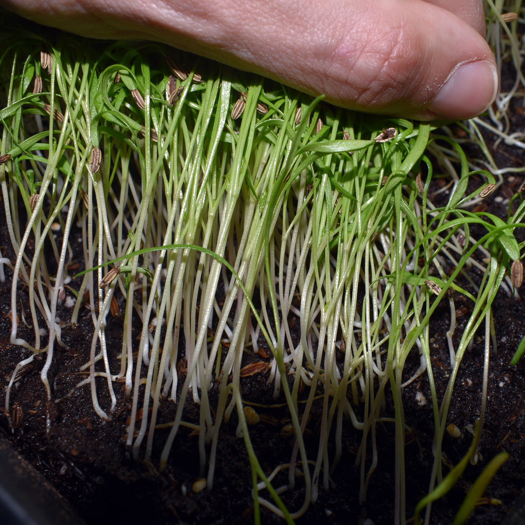 Microgreen Hinojo