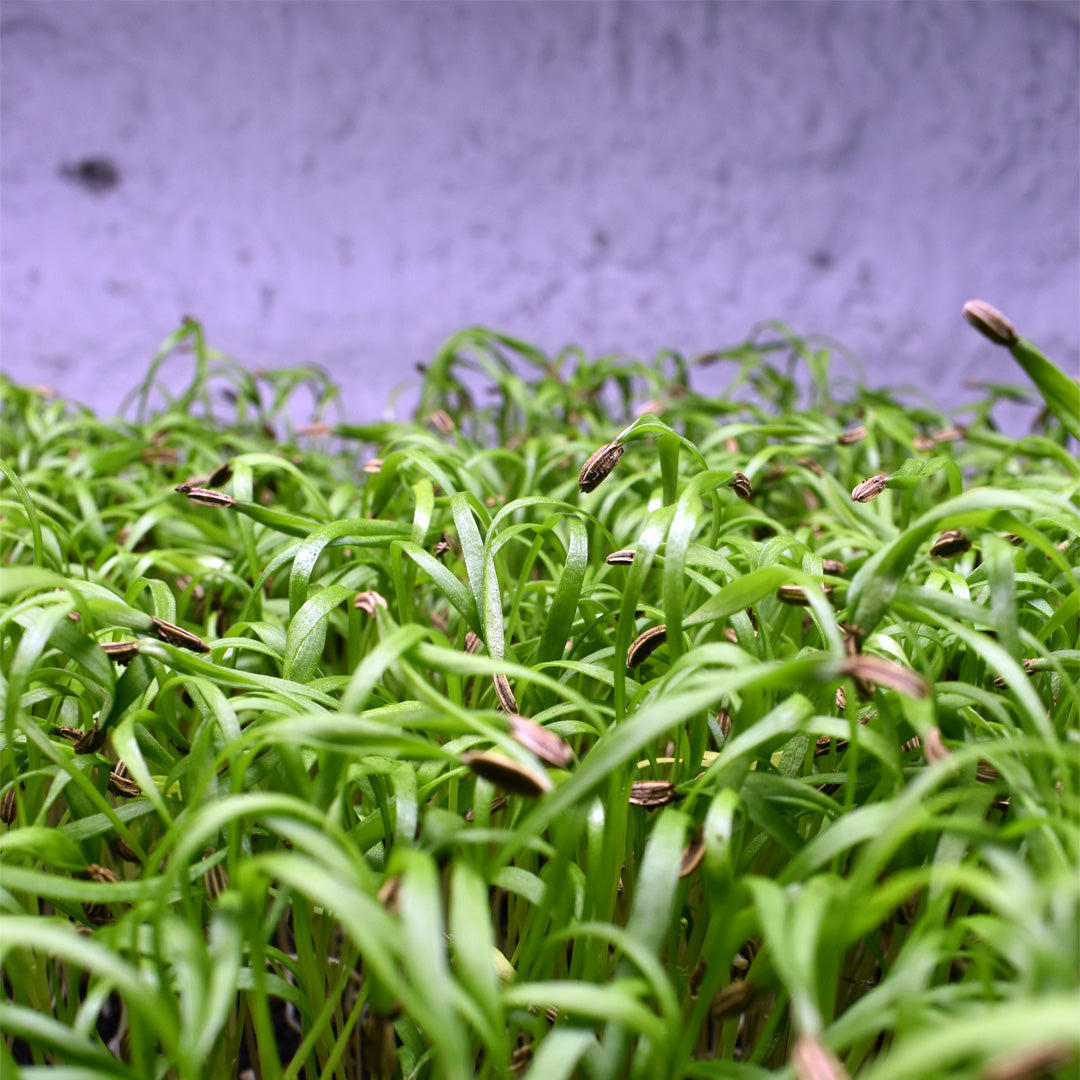 Microgreen Hinojo