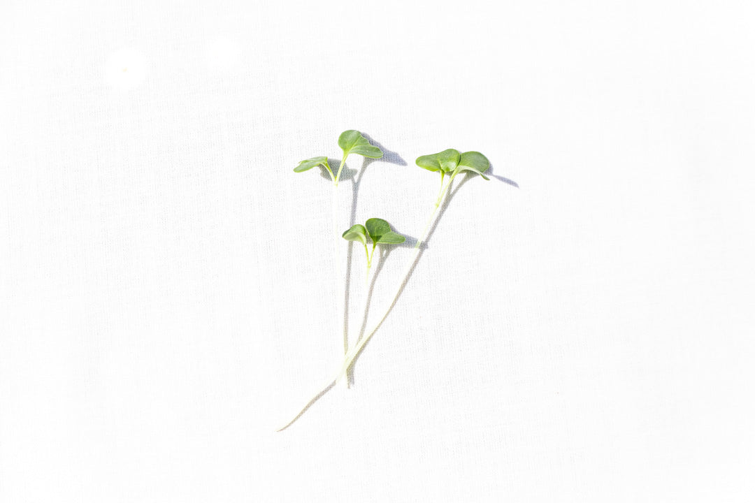 Microgreen Brócoli