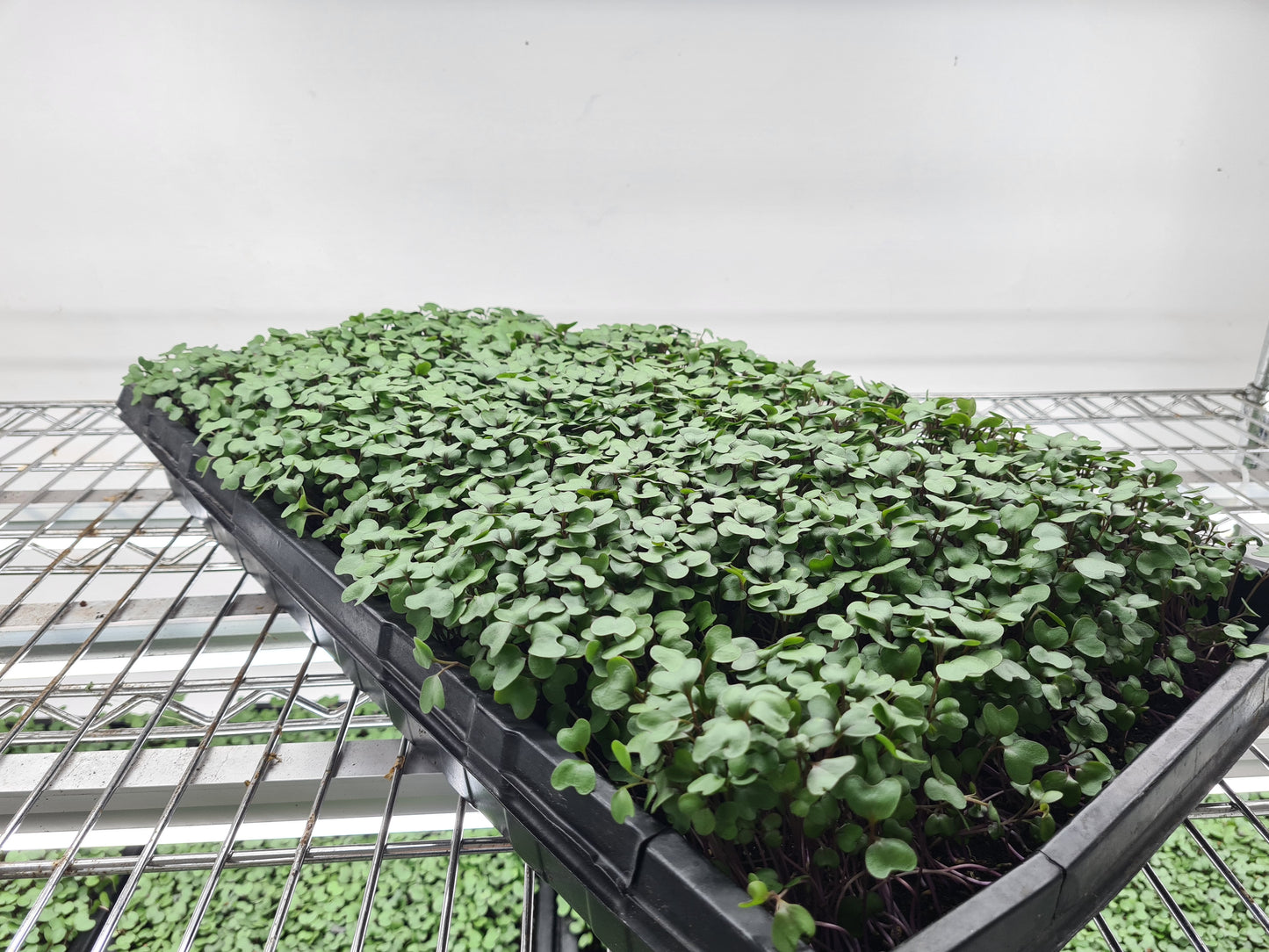 Microgreen Kale Rojo