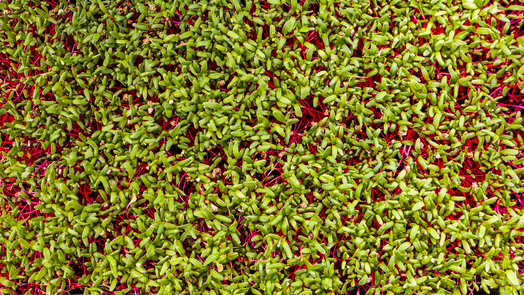 Microgreens Betarraga