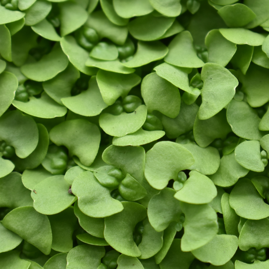 Microgreen Albahaca