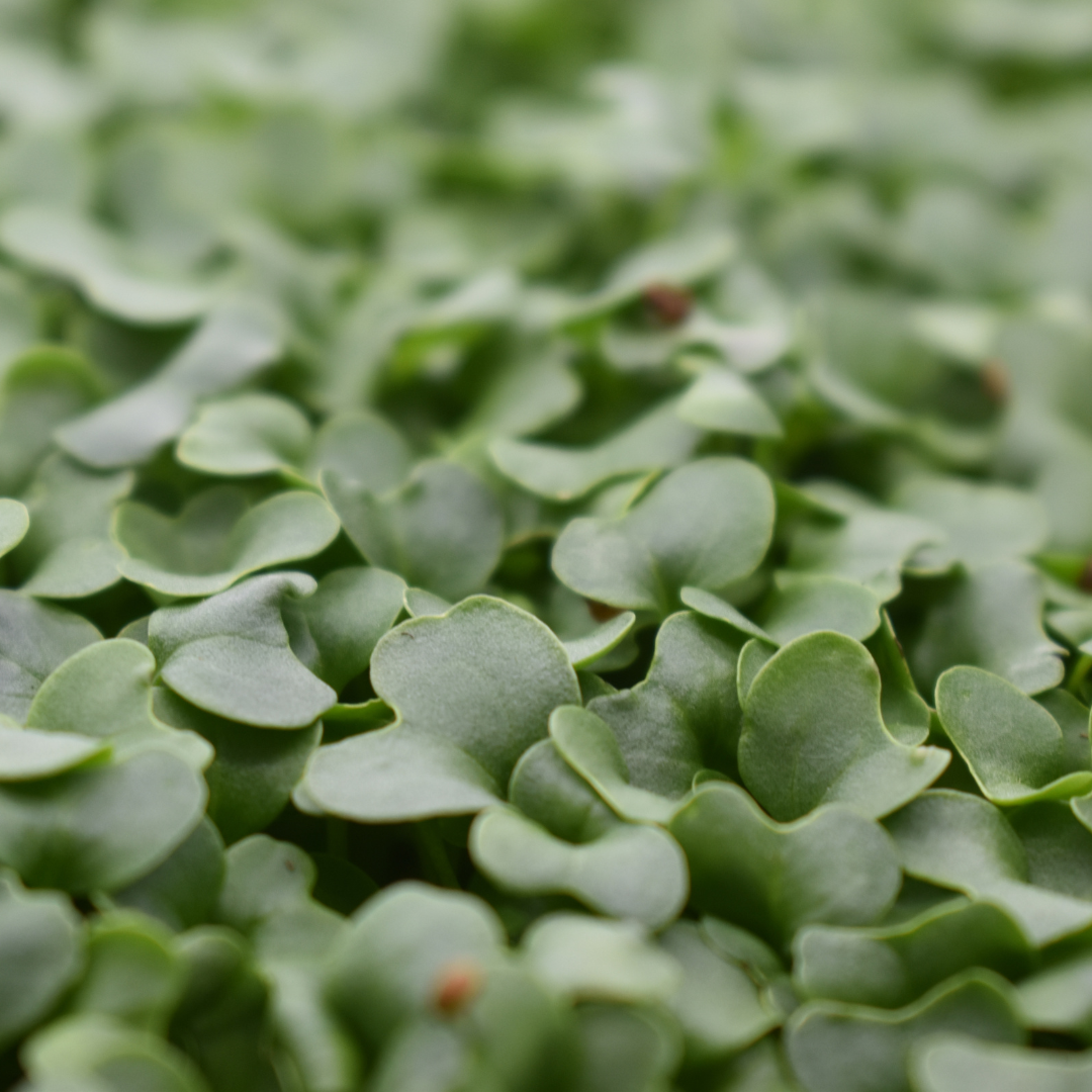 Microgreen Brócoli