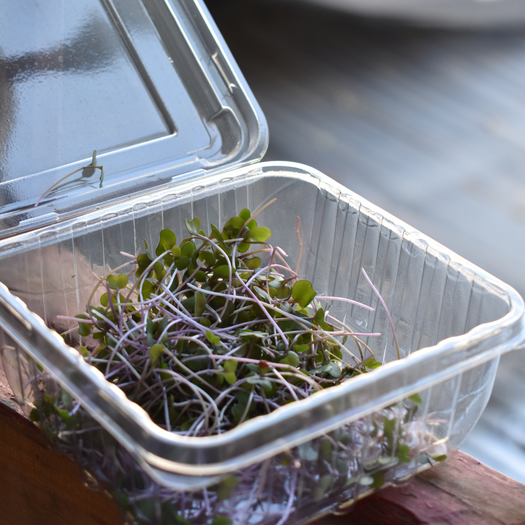 Microgreen Kale Rojo