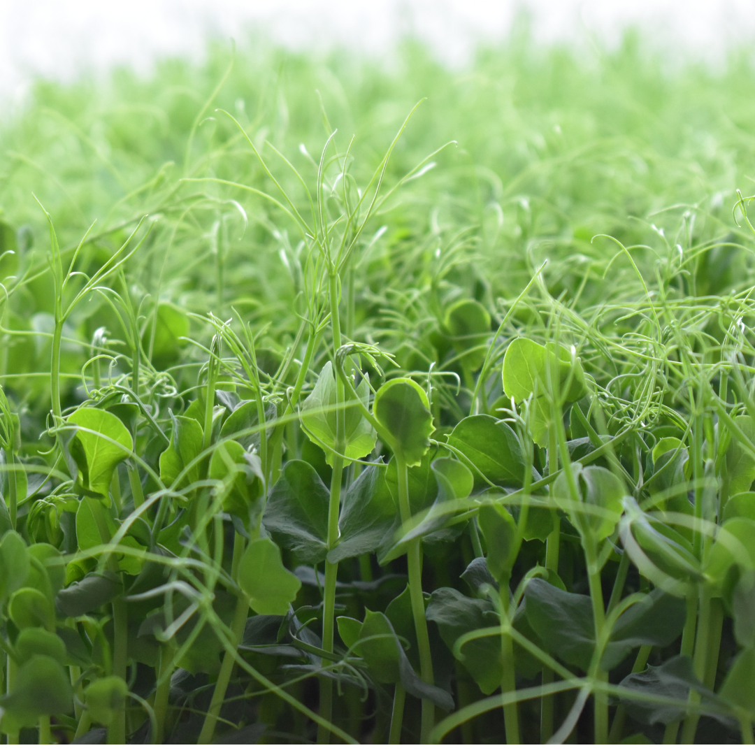 Microgreens Arveja