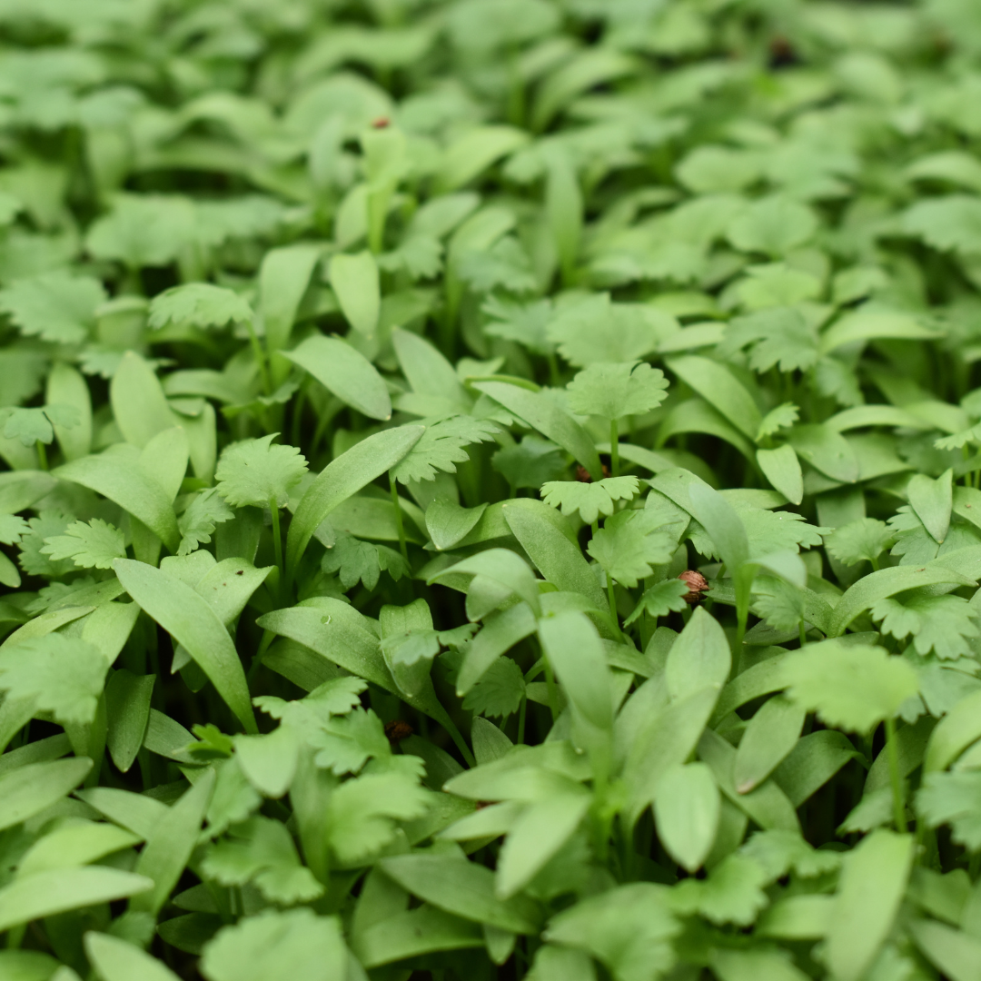 Microgreen Cilantro