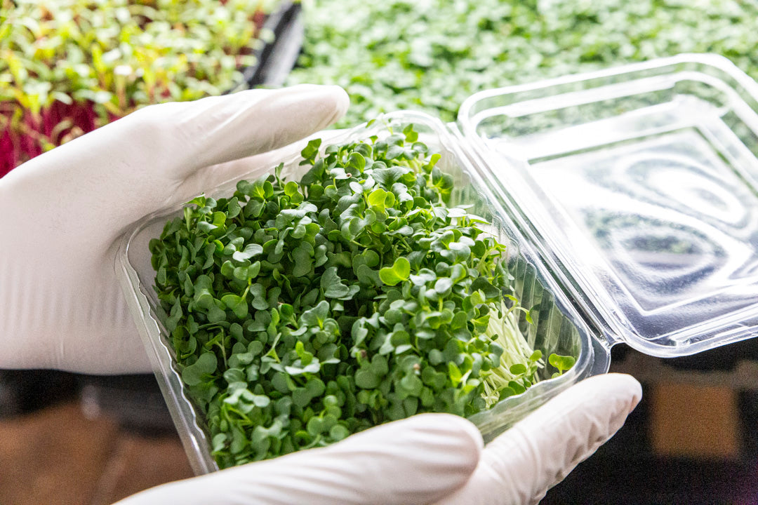 Microgreen Kale