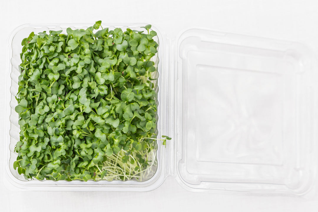 Microgreen Brócoli