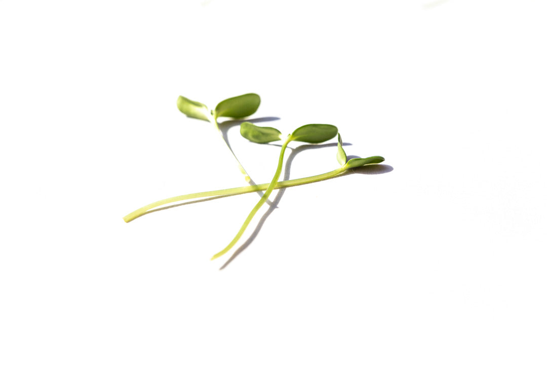 Microgreen Maravilla