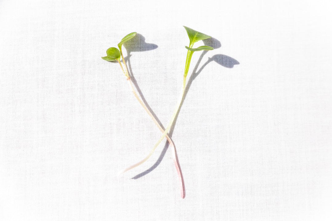 Microgreens Rabanito