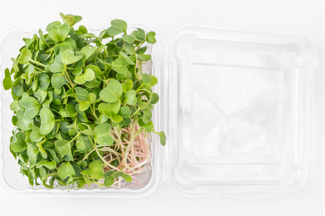 Microgreens Rabanito