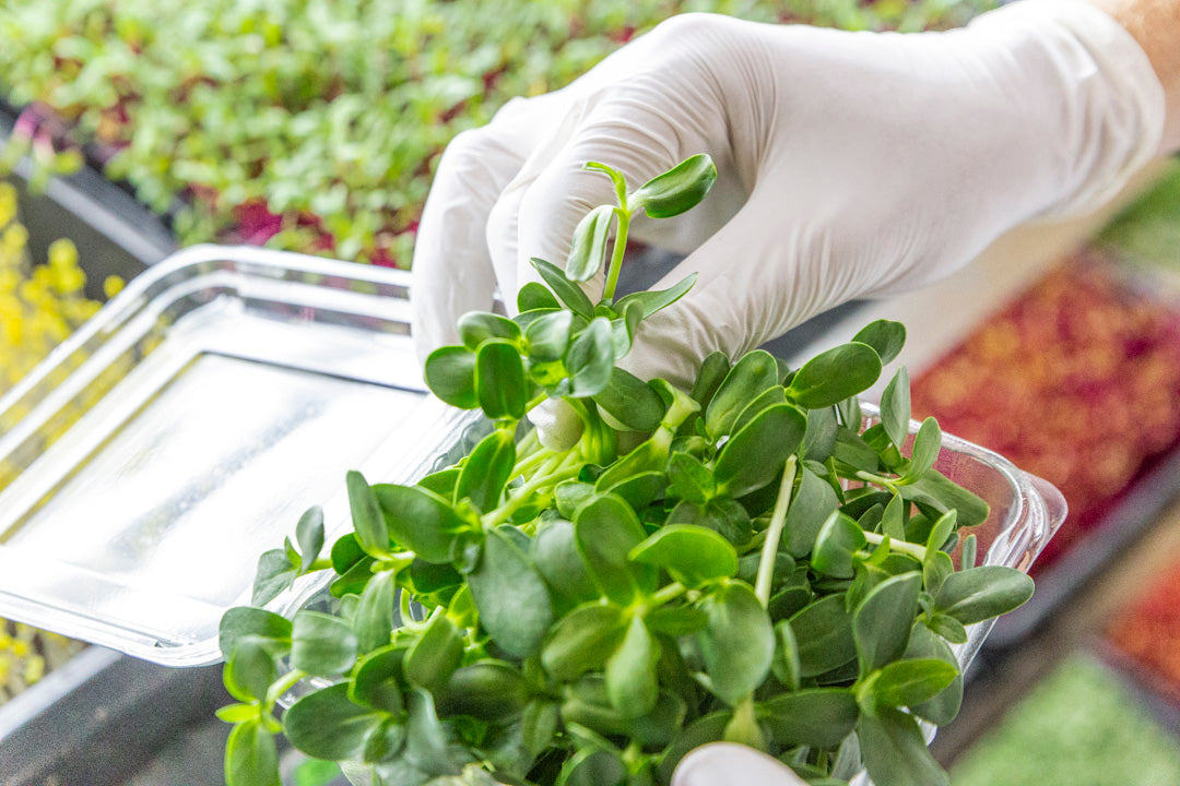 Microgreen Maravilla