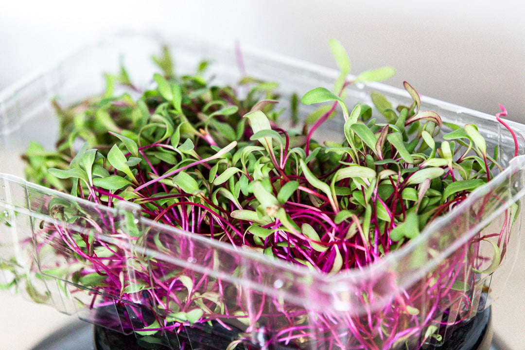 Microgreens Betarraga