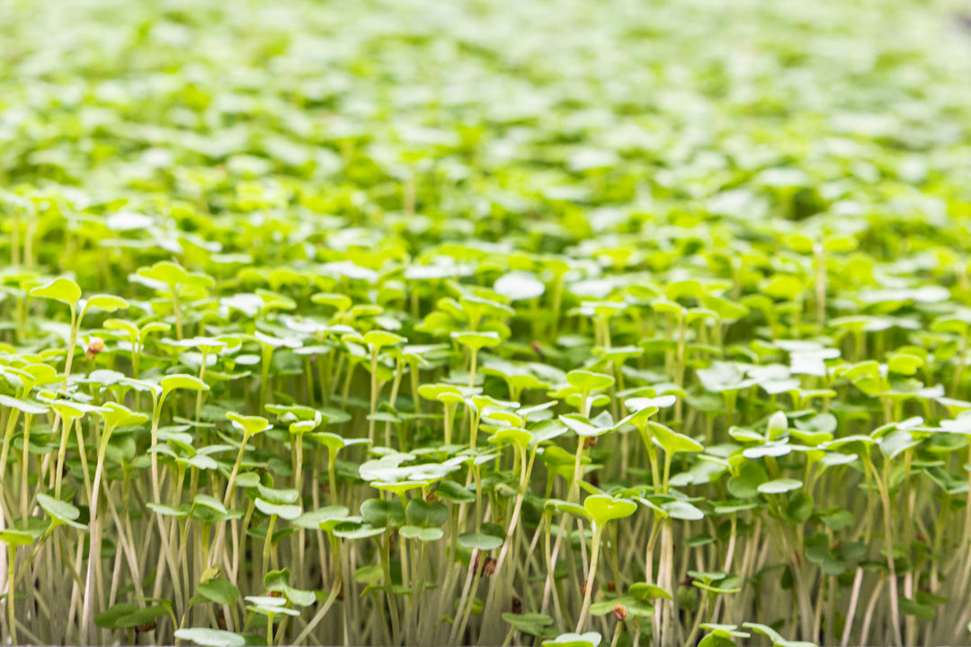 Microgreens Rabanito