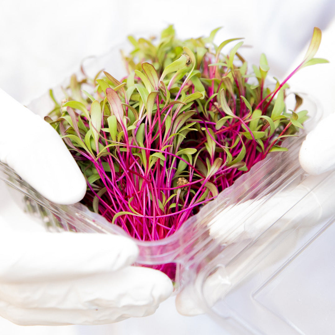 Microgreens Betarraga