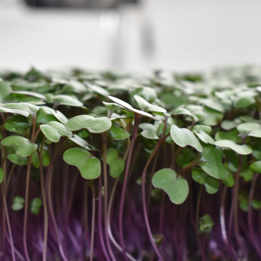 Microgreen Repollo Morado